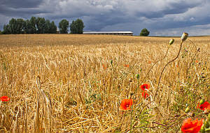 Gerste und Mohn