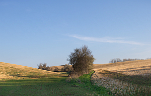 Felrain und Hecke
