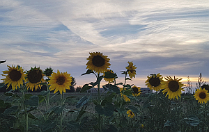 Sonnenblumen