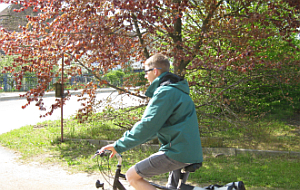 Blutbuche am Hofeingang
