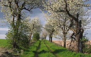 alte Kirschbäume am Feldrain