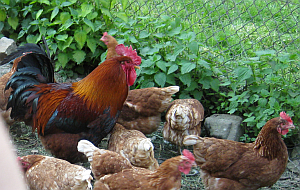 H&uuml;hner im Freiland
