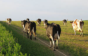 auf dem Weg zur Weide