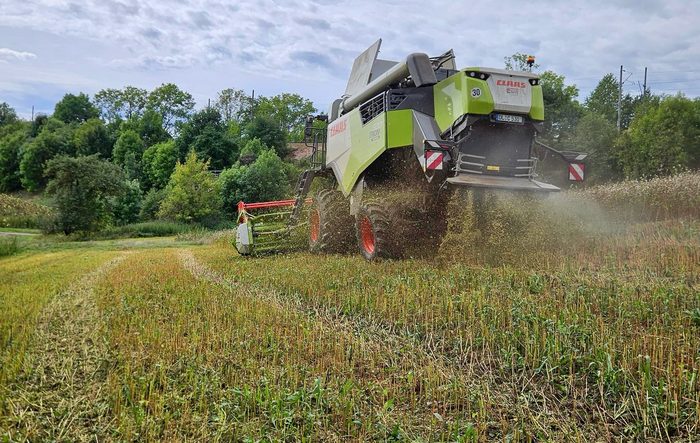 Mähdrescher bei der Getreideernte auf einem Feld von Hofgut Pulsitz