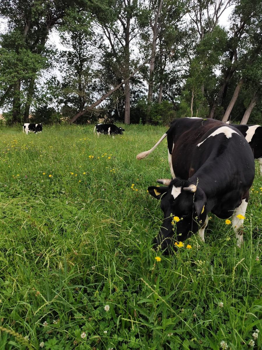 Milchkühe grasen auf einer blühenden Weide von Hofgut Pulsitz